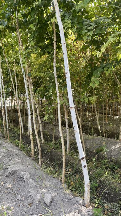 Берёза Beryoza (oq qayin).