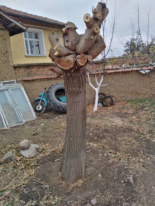 Черница буре продавам