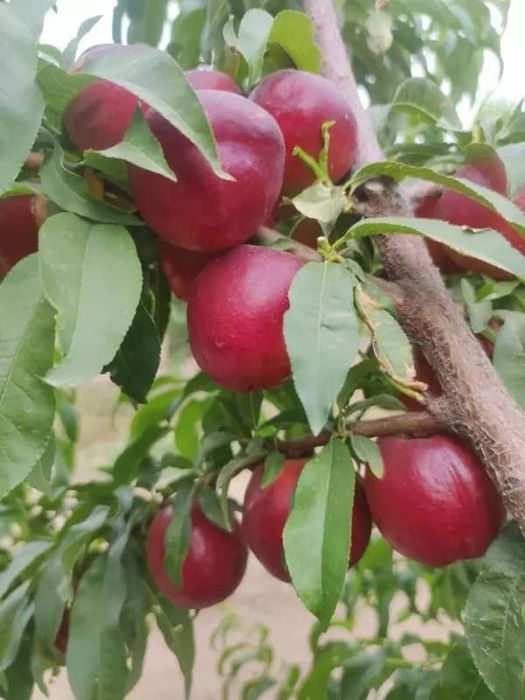 Баржа турдаги шафтоли кучатлари бор 100 к.