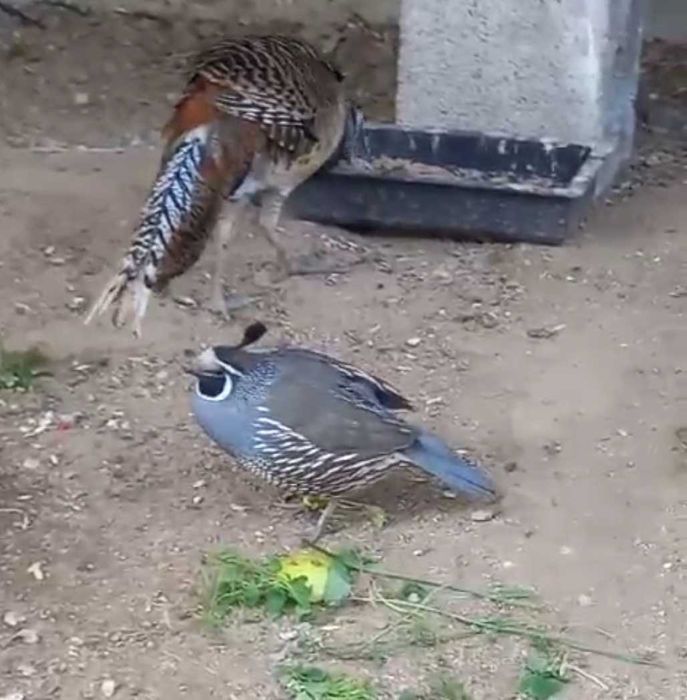 Продаются Алмазные фазаны