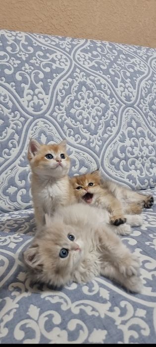 Tozza zotli mushukchalar