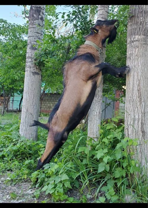 Така сотилади ота онаси сутли ления