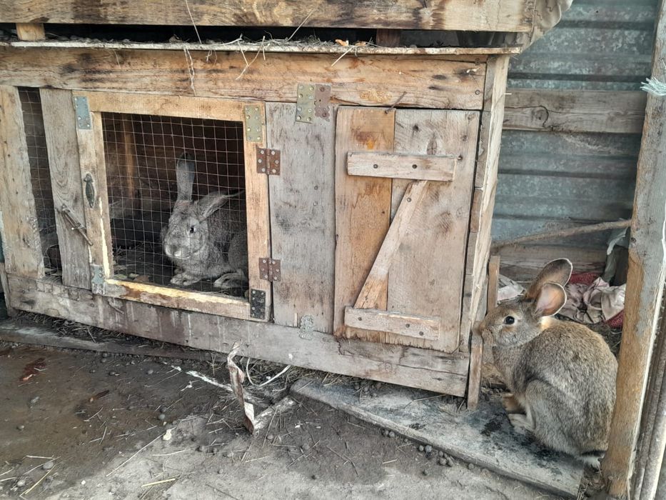 Кроллики фландер