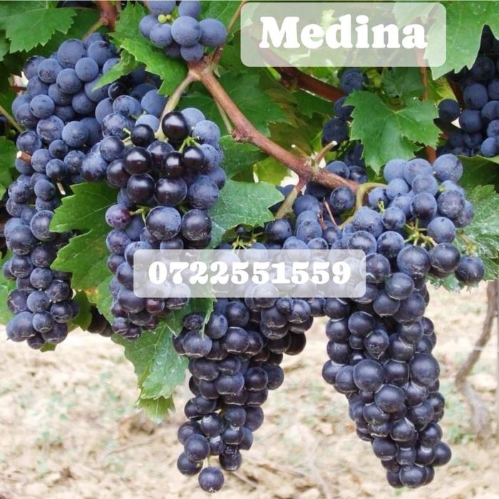 Vita de vie nobila an 3