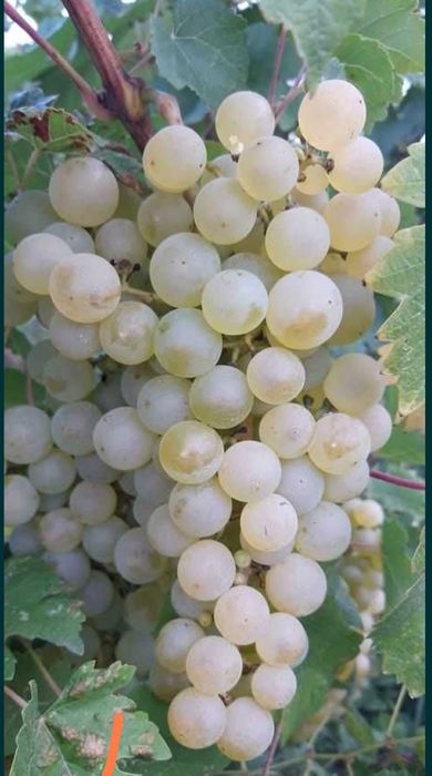 Struguri de vin soate soiurle