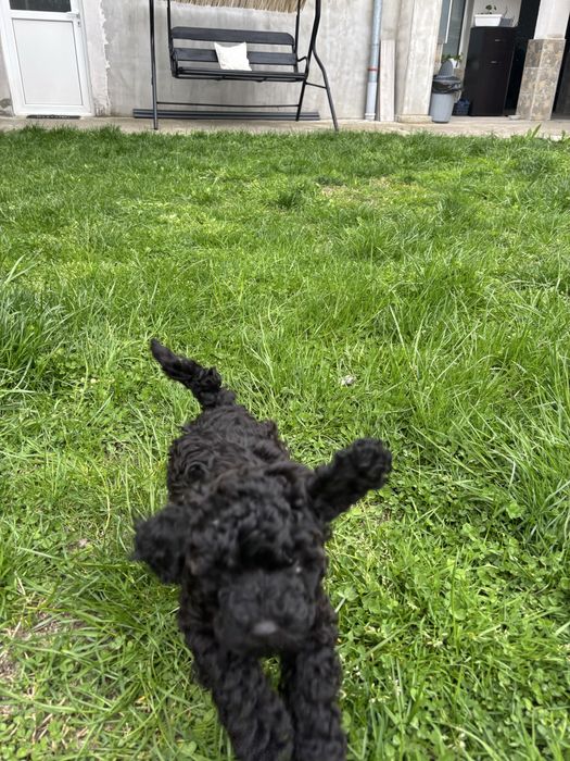 Продават се момче и момиче пуделчета на 55 днн с първа ваксина