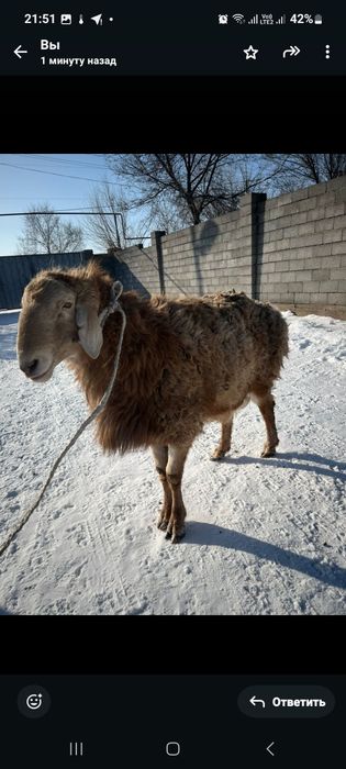 Кошкар арашан екі жасар