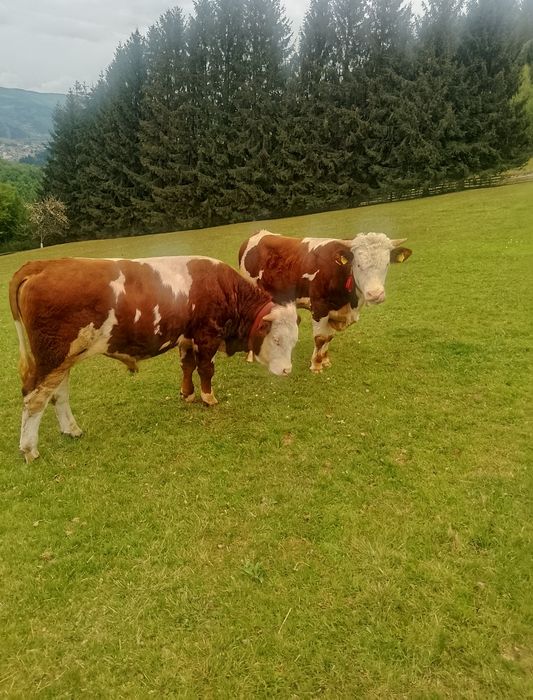 Junci de vanzare