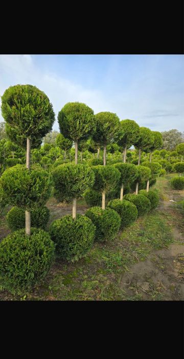 Leylandi cupressus si multe alte speci pentru curtile dumnevoastra