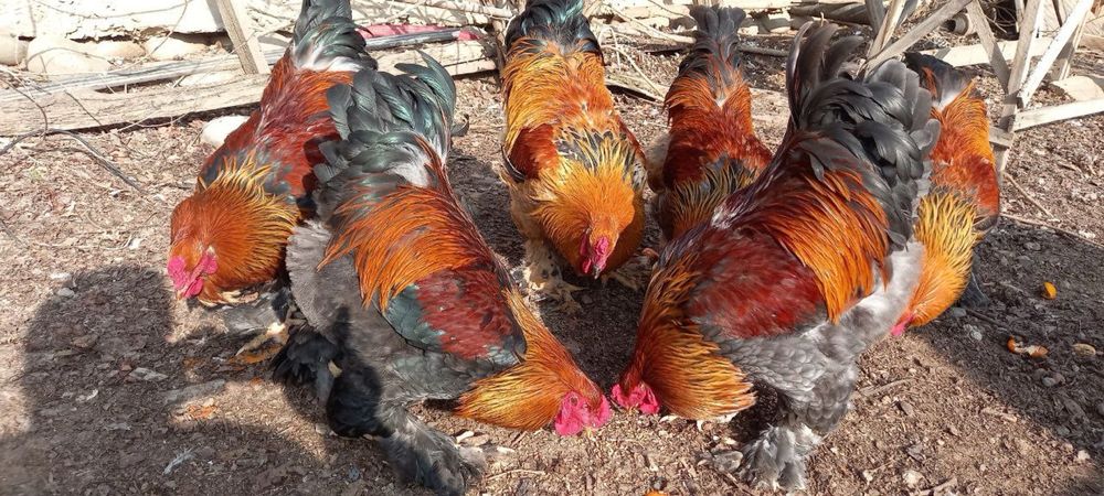 Петухи брама.