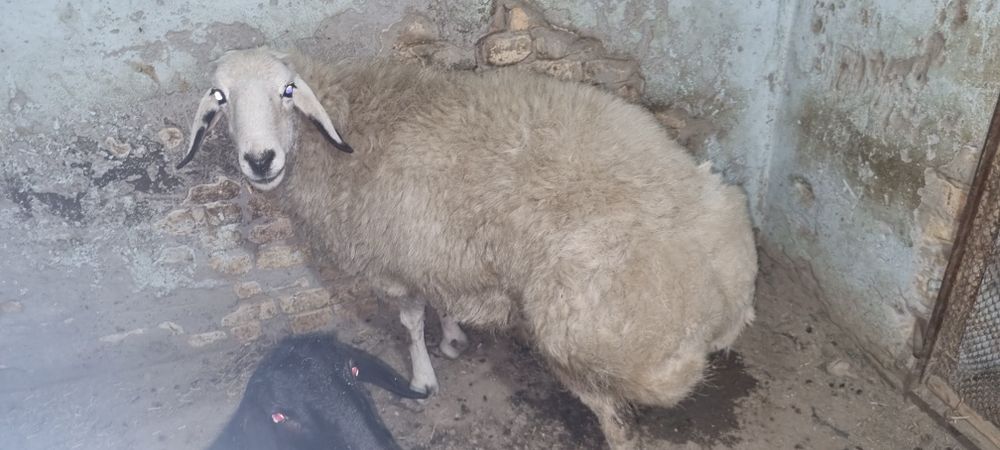 Куй сотилади вес 75кг