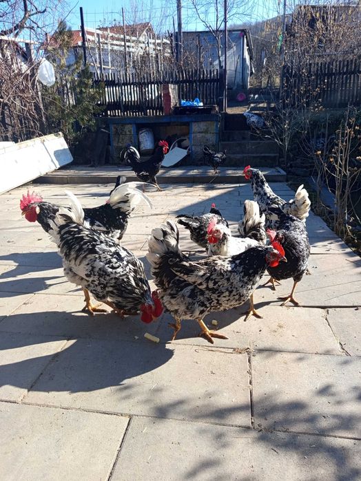 Oua incubat pinta și italiene