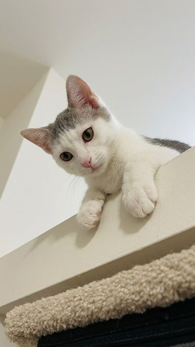 Котенок девочка 3мес Ласковая Красивая