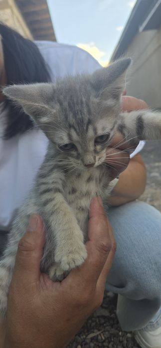 Дарим котят Астана