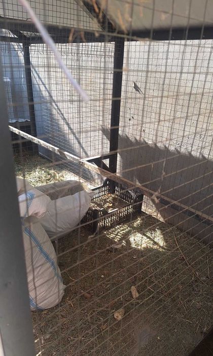 Tovuq katak sotiladi, zamonaviy, g'ildiraklari bor