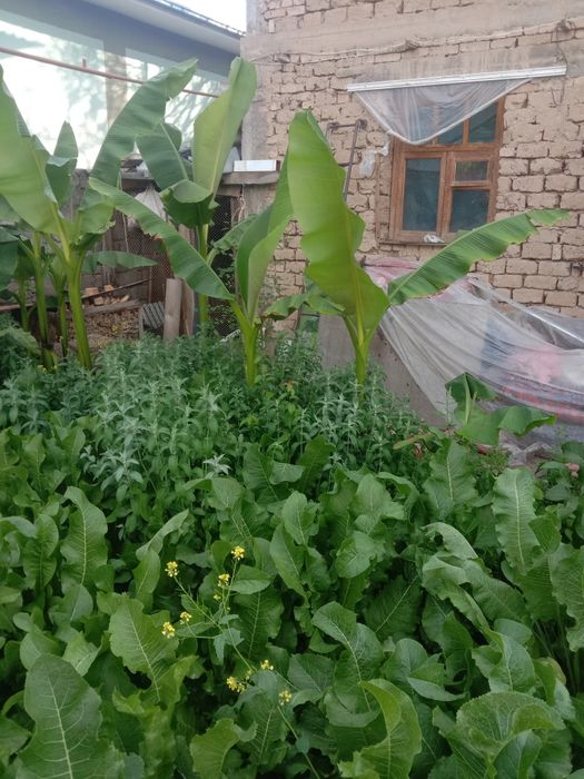 Кучат банан бор саженцы бананов есть