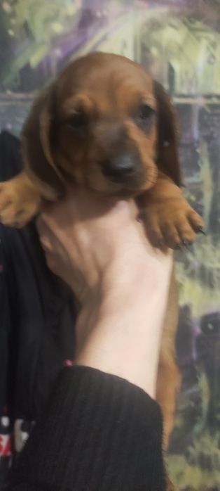 Продам щенков таксы