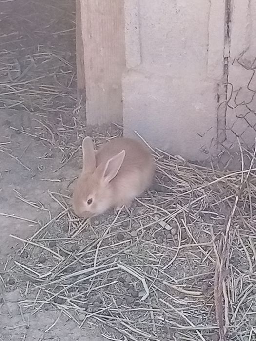 Кролики и кролчата