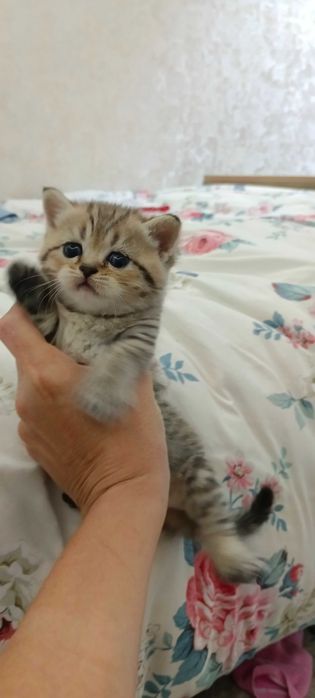 Продаются котята