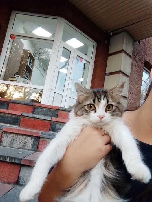 Котёнок девочка.