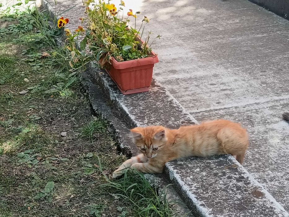 Подарявам мъжко коте