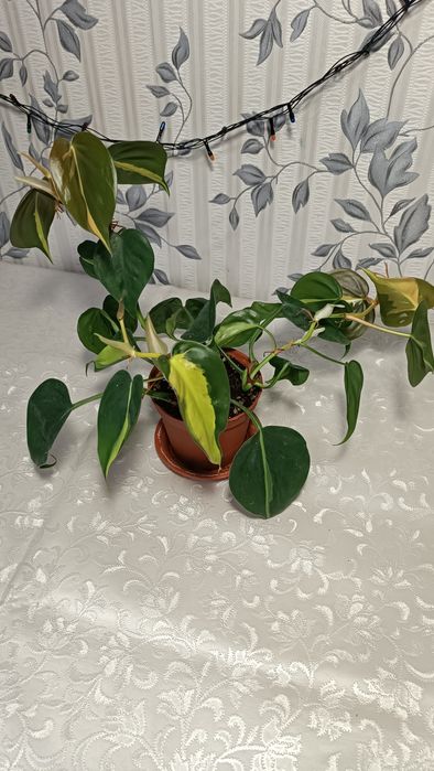 Филодедрон Скандис Бразил