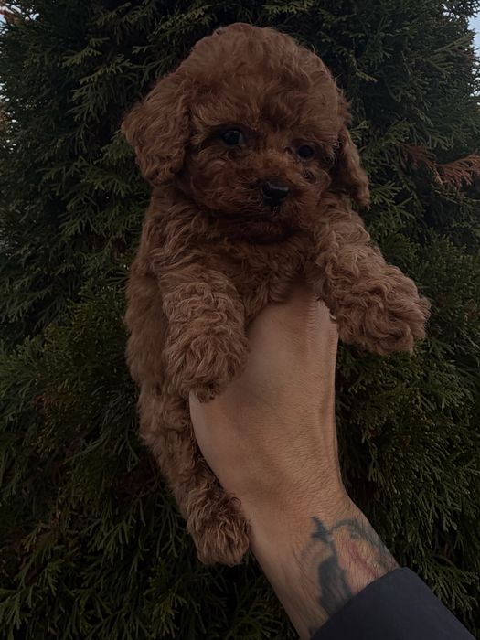 Пудел Той/Poodle Toy