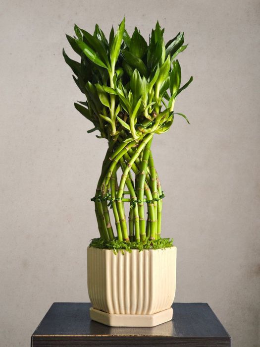 Бамбук драцена в огромном ассортименте