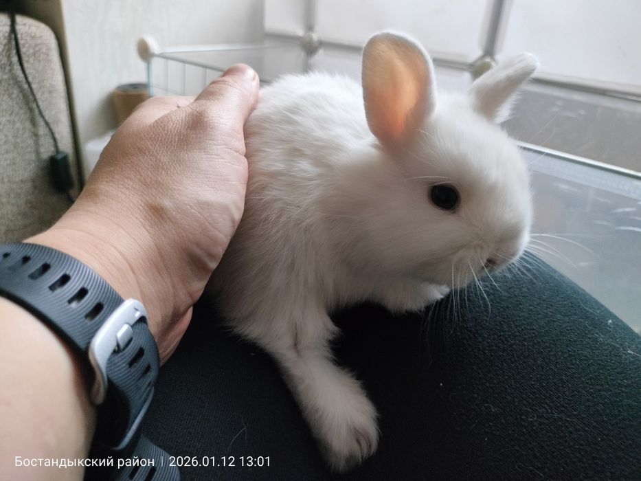 Продам декоративных кроликов.