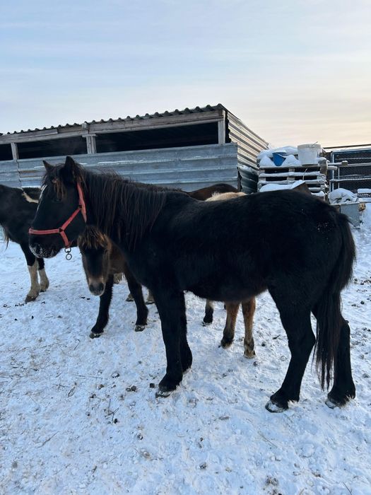 Жеребчик 2.5года