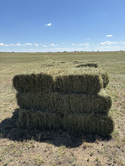 Буылған шөп Сено в тюках