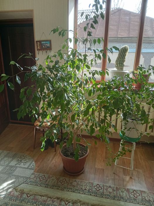 Продается большой фикус