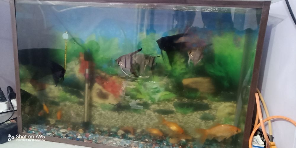 Продам аквариум вместе с рыбками.