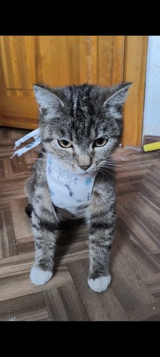 Кошечка ищет дом