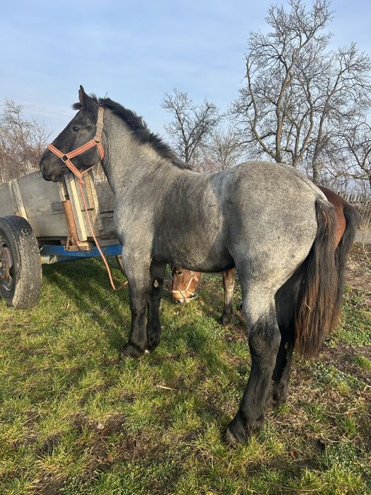 Vand manz foarte cuminte