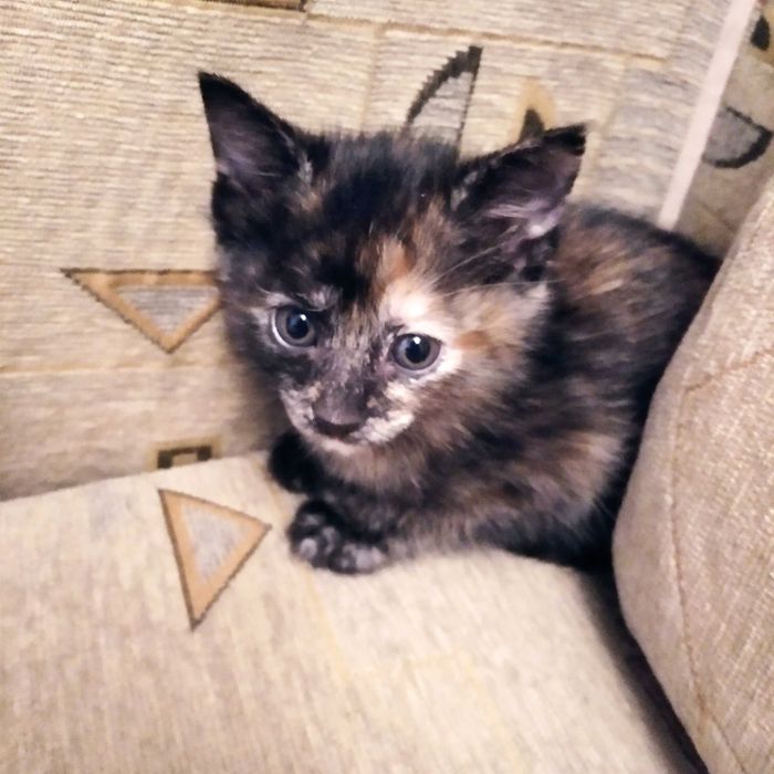 отдам в добрые руки