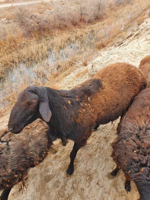 Gusor qo'chqor sotiladi