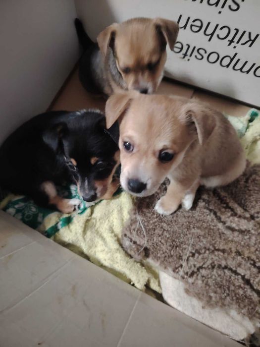 Кученца за подарък