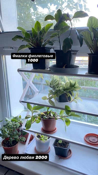 Продам комнатные растения