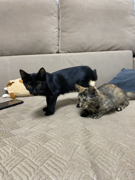 отдам котят в добрые руки