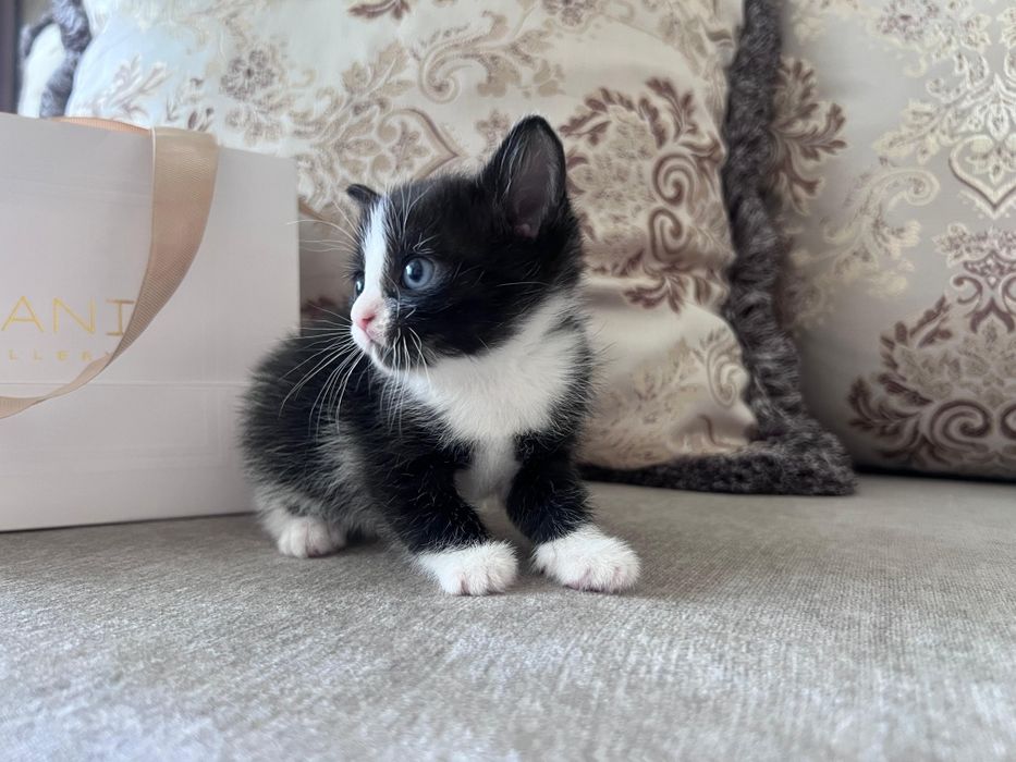 Отдам котят в добрые руки