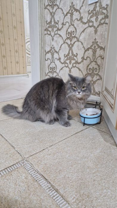 Отдам кошку в добрые руки