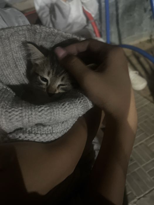 отдам кошечку в добрые руки