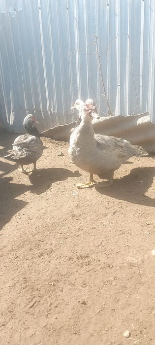 Индаутки продаётся