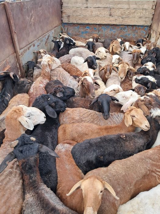 Сек кой токты козы ешки сатылады