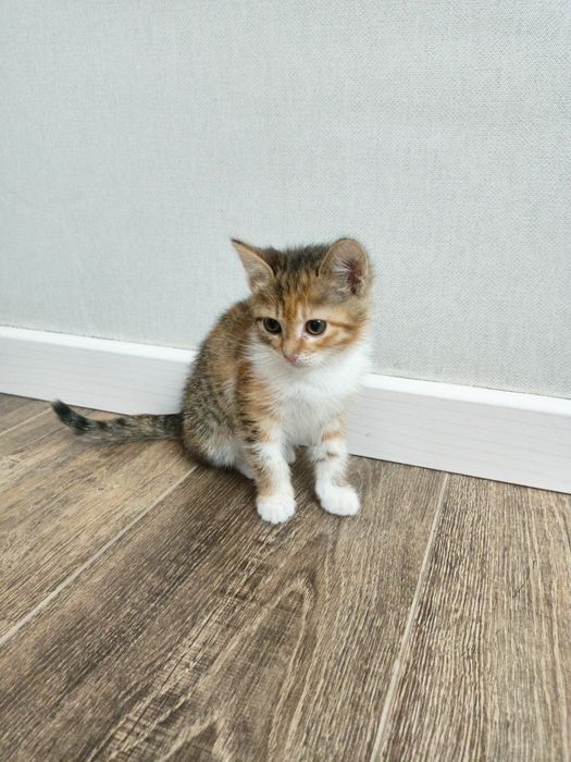 Отдам кошку безплатно