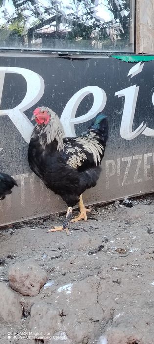 Ouă pentru incubat