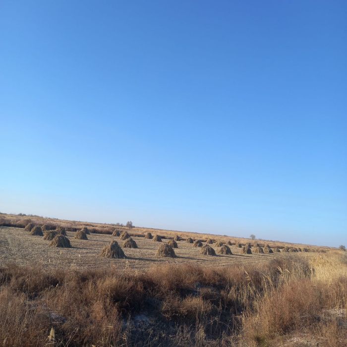 Gawish, .mal oti satiladı, baxası kelisimli