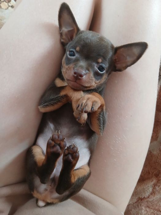 Мини той Девачка