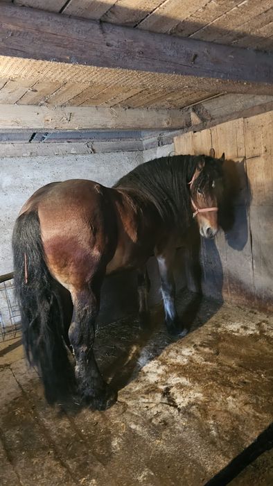 Vând cal vârstă 3 ani